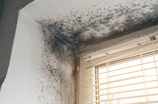 Affordable Basement Mold Removal solutions in Westwood, MA