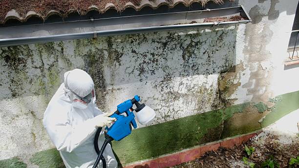 Trusted Attic Mold Removal service in Westwood, MA - Cheap Mold Removal